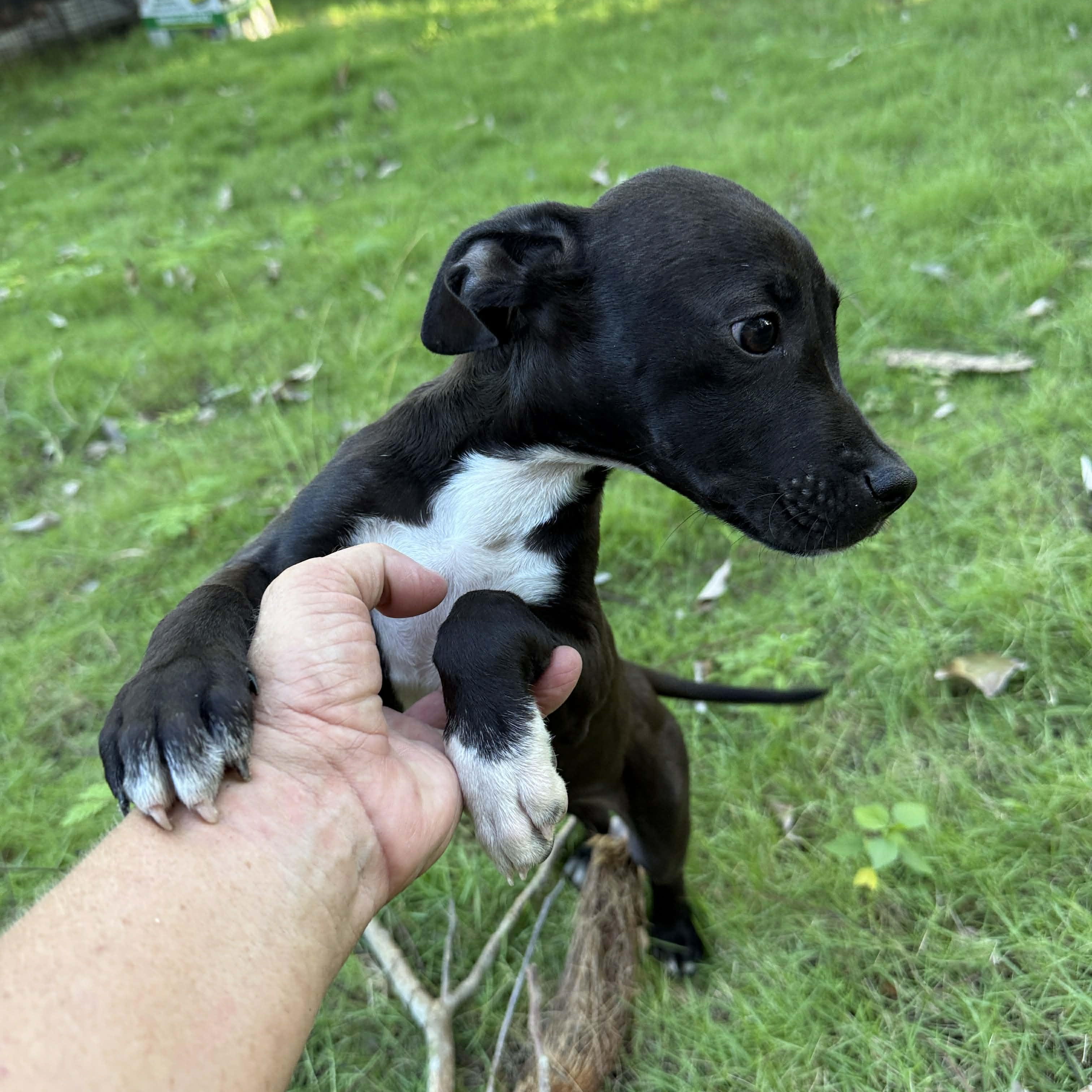 Enlarge Onyx, a ADOPTABLE mixed breed in ISABELA, PR image 2/6