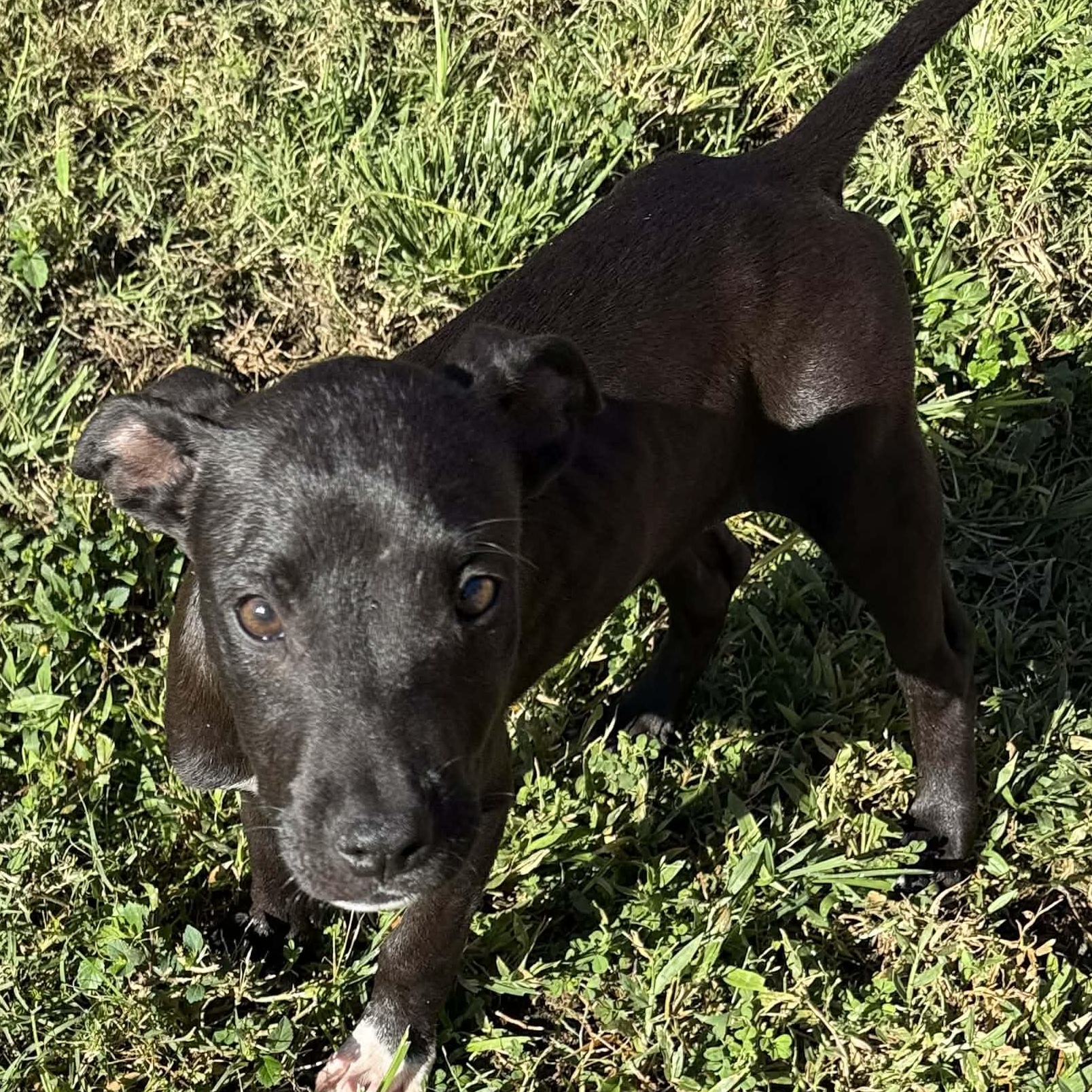 Enlarge Onyx, a ADOPTABLE mixed breed in ISABELA, PR image 5/6