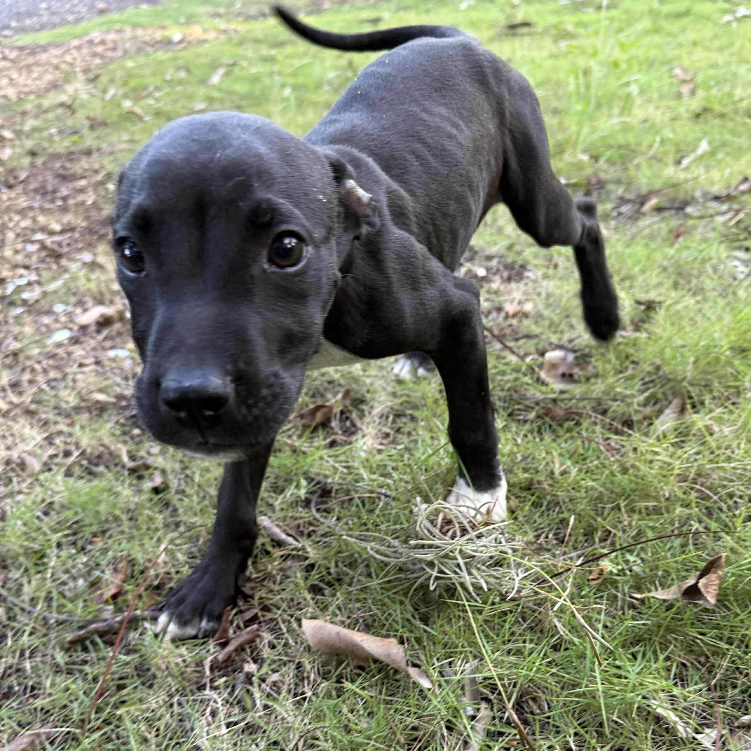 Enlarge Onyx, a ADOPTABLE mixed breed in ISABELA, PR image 1/6