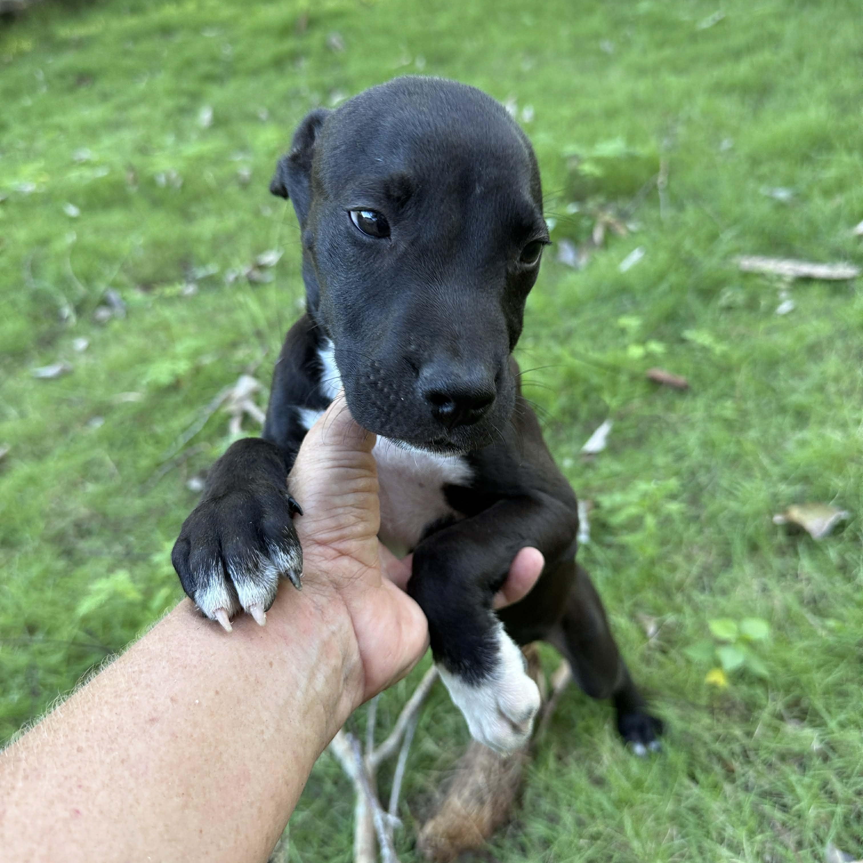 Enlarge Onyx, a ADOPTABLE mixed breed in ISABELA, PR image 3/6