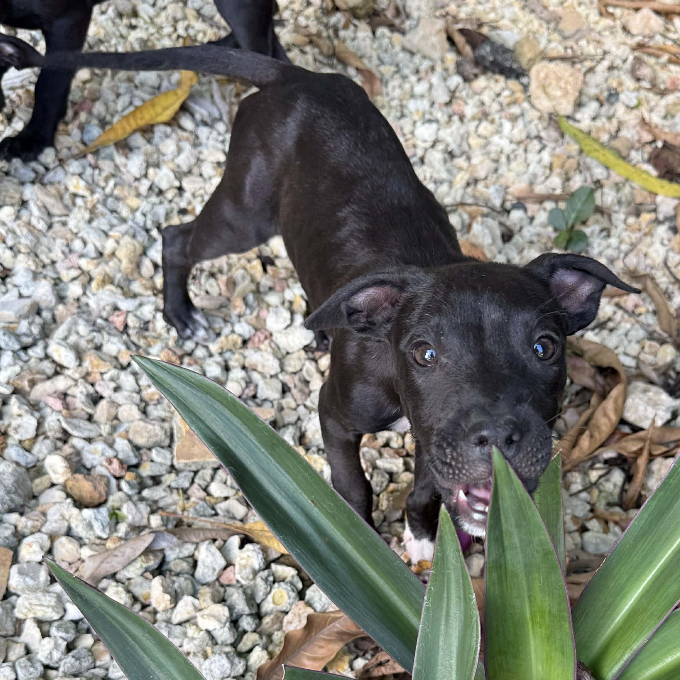 Enlarge Onyx, a ADOPTABLE mixed breed in ISABELA, PR image 6/6