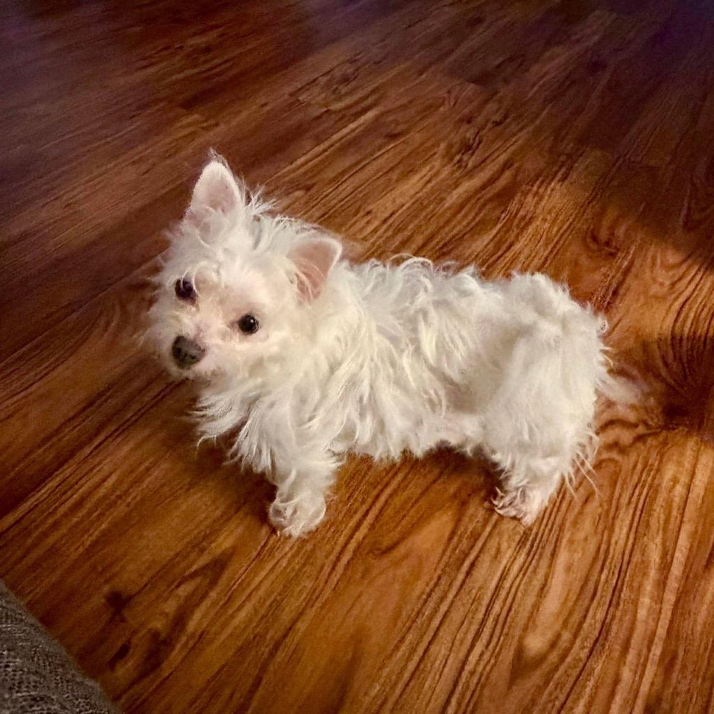 Trixie, Adopted, Adult Female Chihuahua & Cairn Terrier.