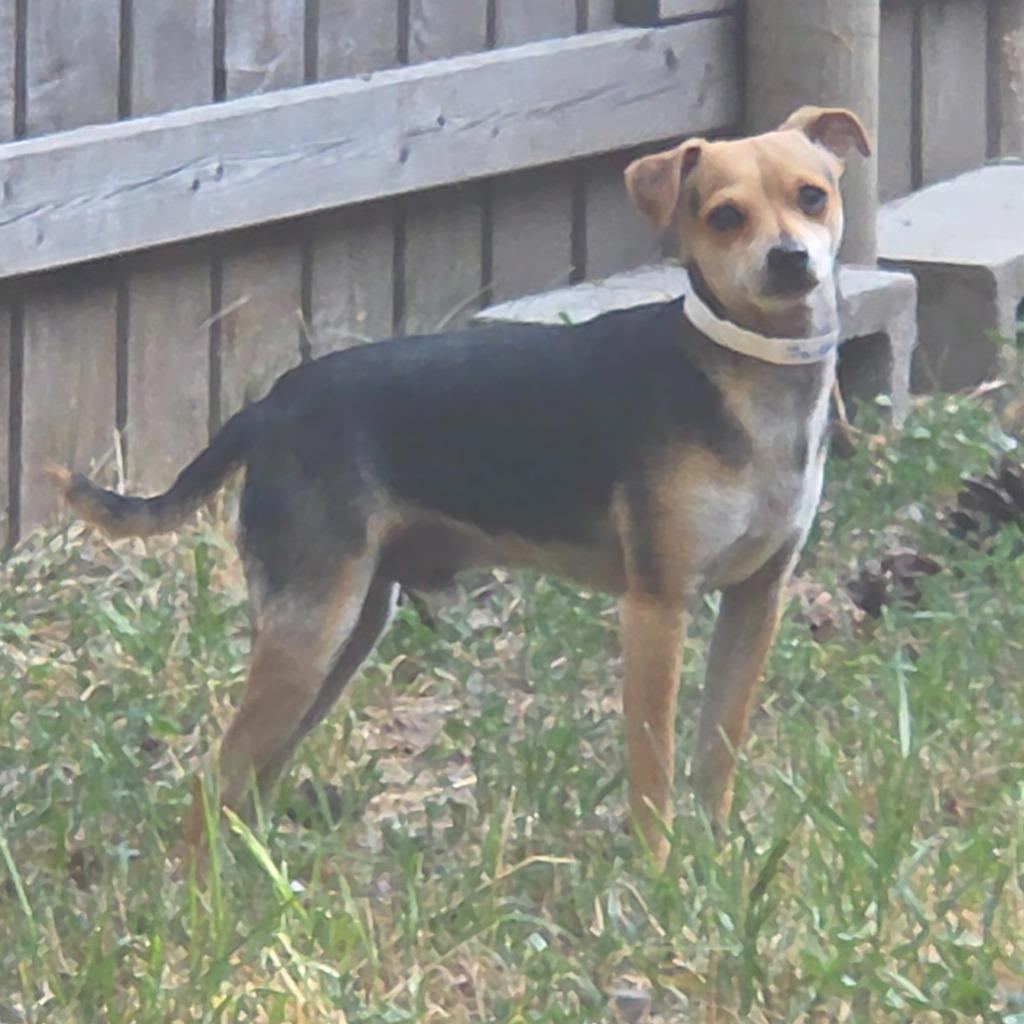 Enlarge Jaiden, a Adoptable mixed breed in Thompson Falls, MT image 1/2