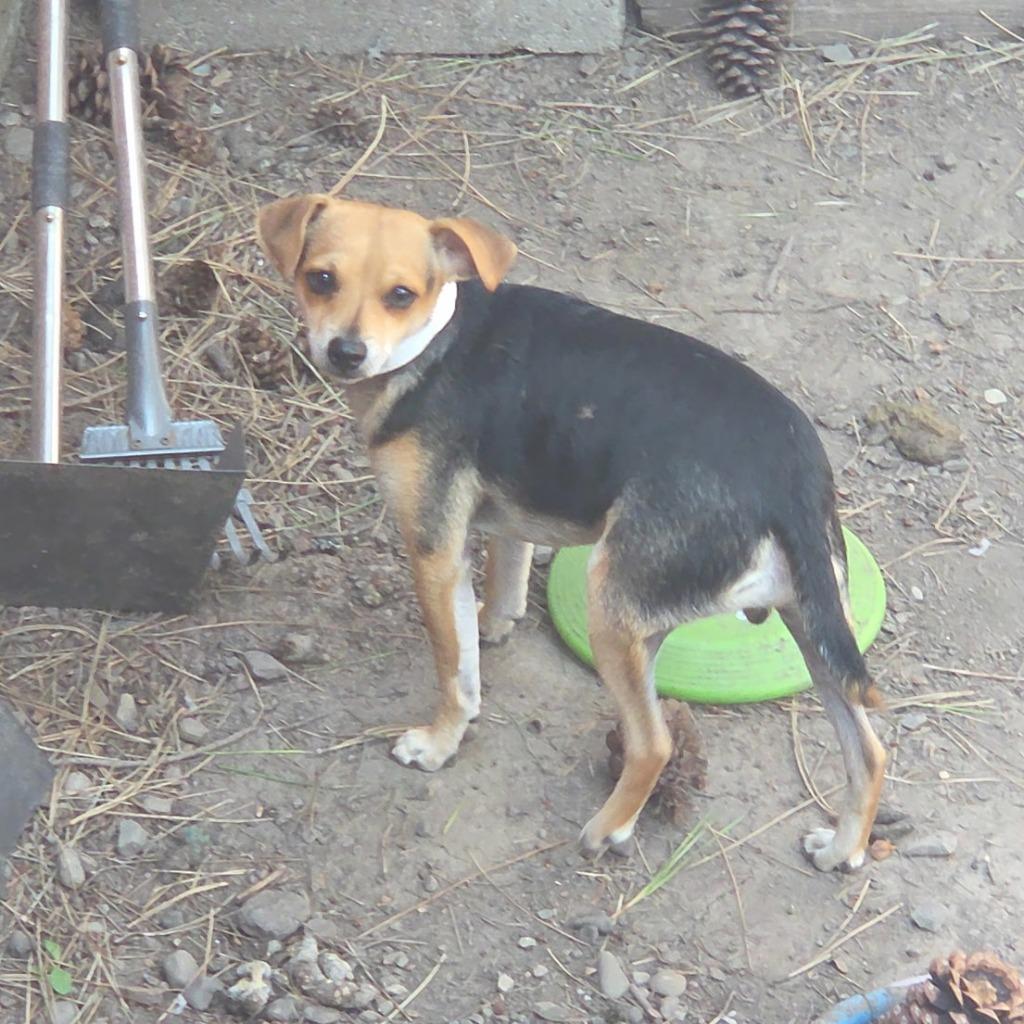 Enlarge Jaiden, a Adoptable mixed breed in Thompson Falls, MT image 2/2