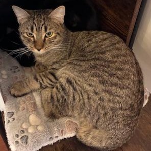 Enlarge Ailwyn - meet me at The Kitten Around Cat Lounge in Carthage!, a Adoptable American Bobtail in Southern Pines, NC image 3/4