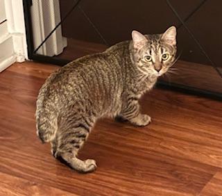 Enlarge Ailwyn - meet me at The Kitten Around Cat Lounge in Carthage!, a Adoptable American Bobtail in Southern Pines, NC image 2/4