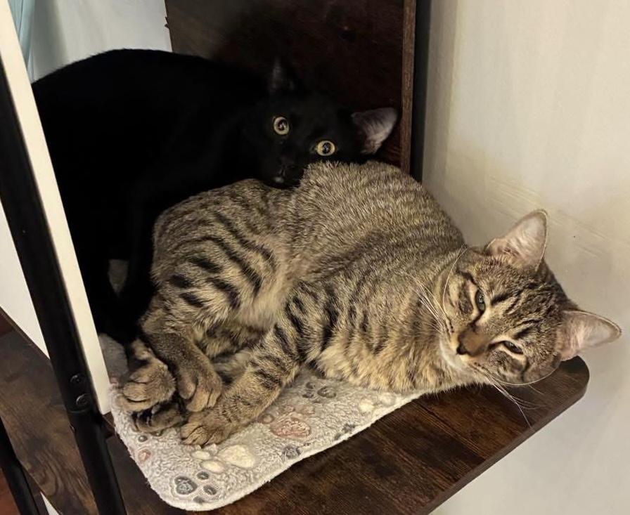 Enlarge Ailwyn - meet me at The Kitten Around Cat Lounge in Carthage!, a Adoptable American Bobtail in Southern Pines, NC image 4/4