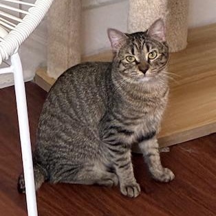 Enlarge Ailwyn - meet me at The Kitten Around Cat Lounge in Carthage!, a Adoptable American Bobtail in Southern Pines, NC image 1/4