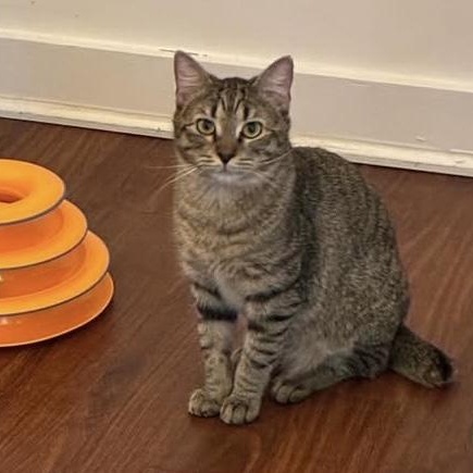 Enlarge Ailwyn - meet me at The Kitten Around Cat Lounge in Carthage!, a Adoptable American Bobtail in Southern Pines, NC image 1/5