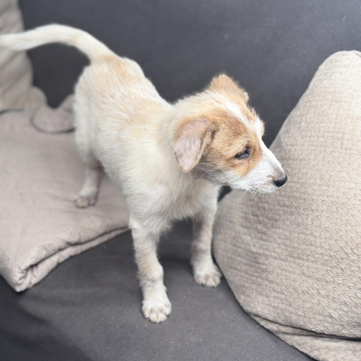 Enlarge Zella, an adopted mixed breed in Springfield, IL image 6/6