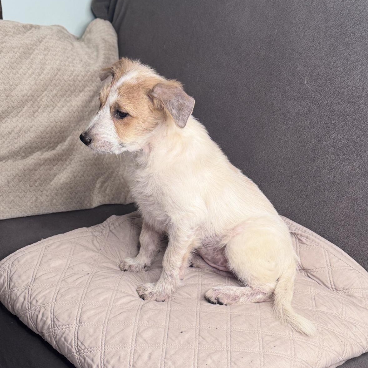 Enlarge Zella, an adopted mixed breed in Springfield, IL image 5/6