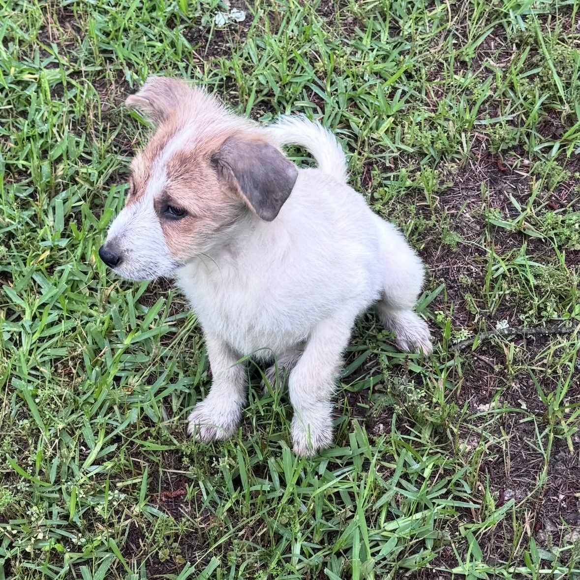 Enlarge Zella, an adopted mixed breed in Springfield, IL image 3/6