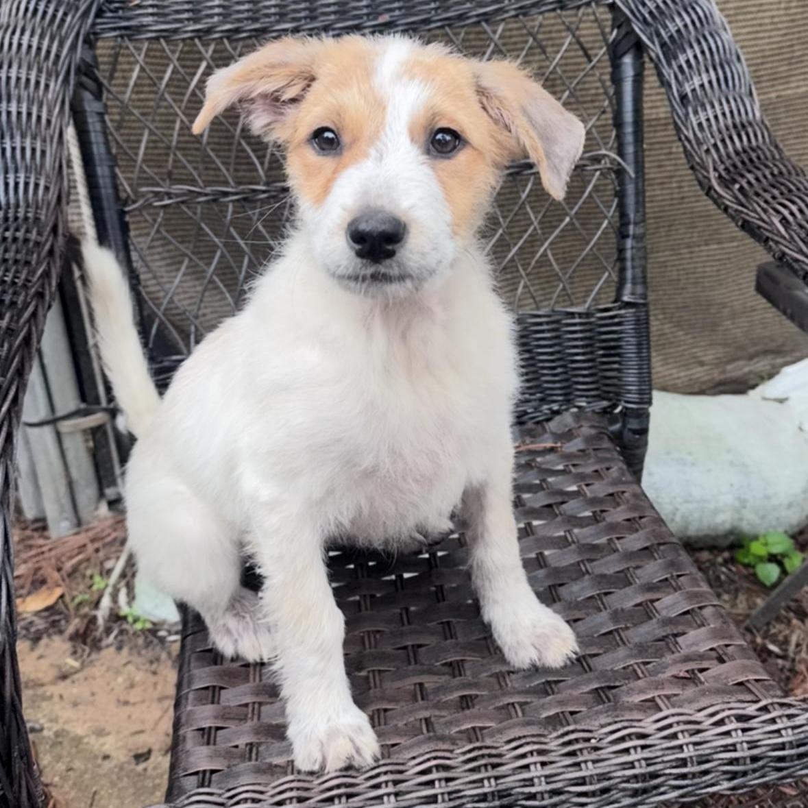 Enlarge Zella, an adopted mixed breed in Springfield, IL image 2/6