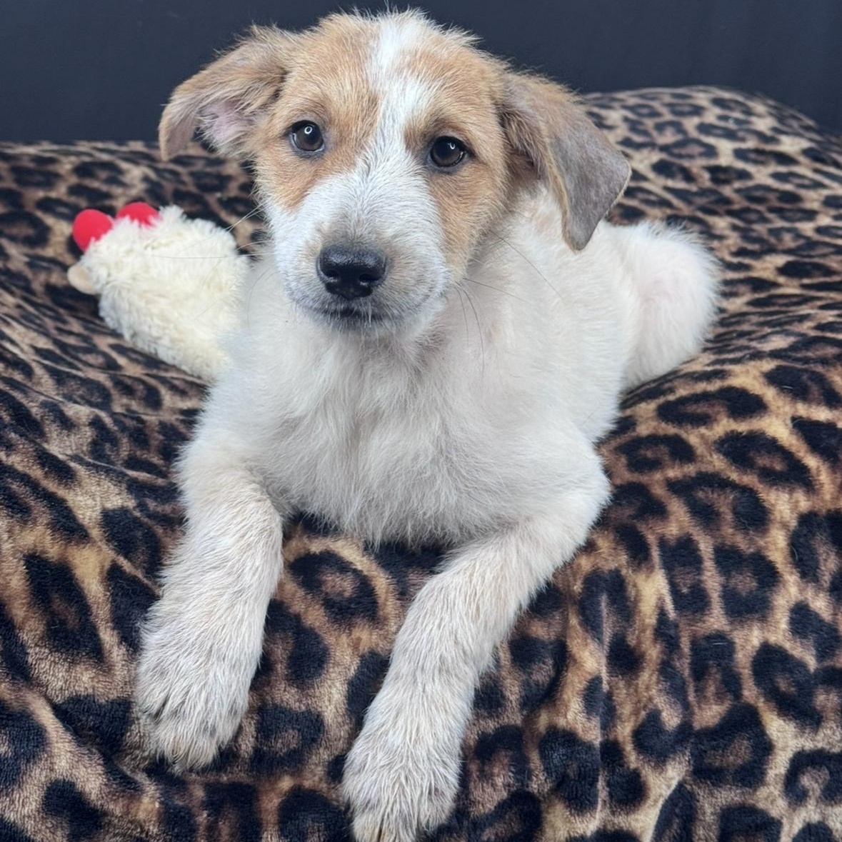 Enlarge Zella, an adopted mixed breed in Springfield, IL image 4/6