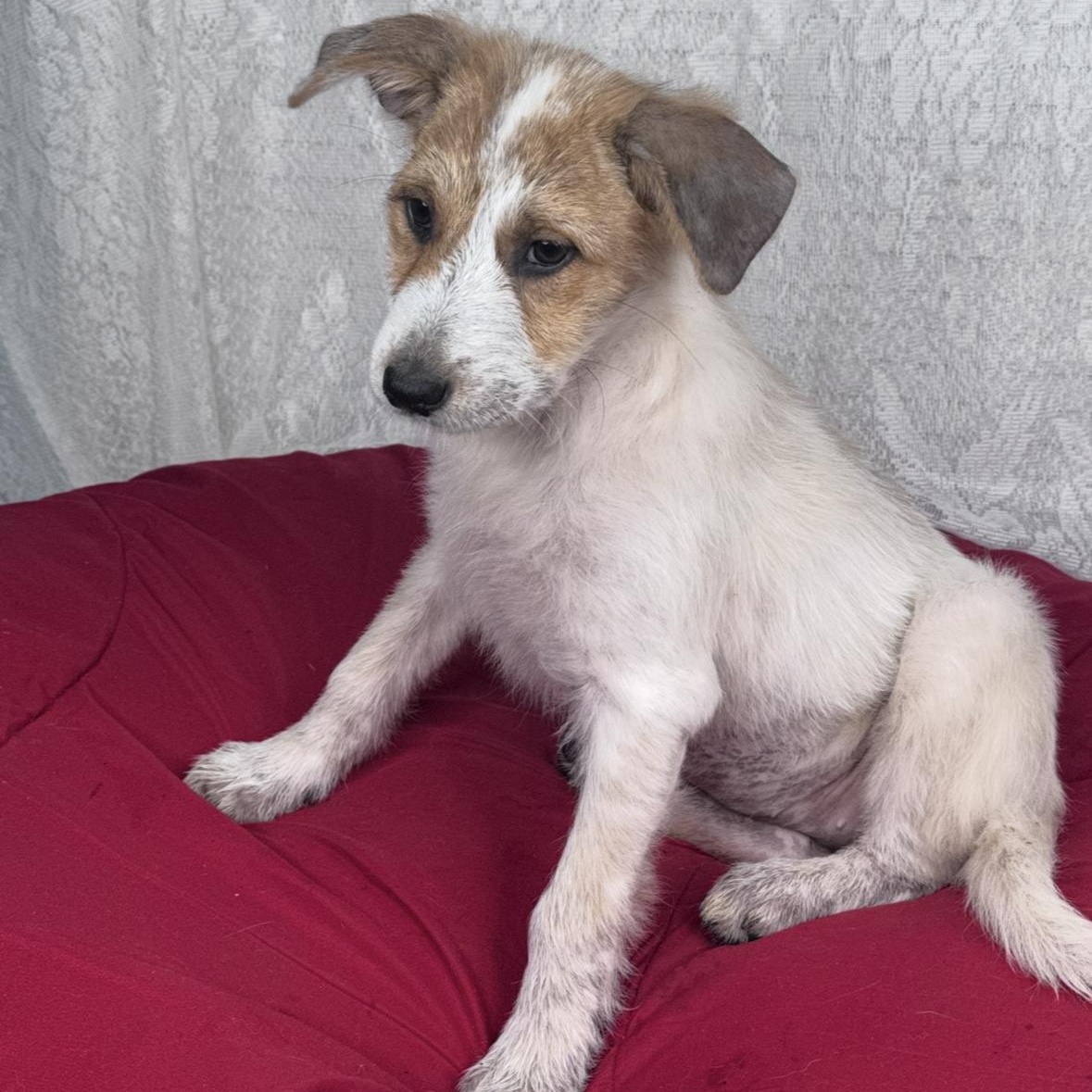 Zella, adopted, Puppy Female Jack Russell Terrier & Australian Shepherd.