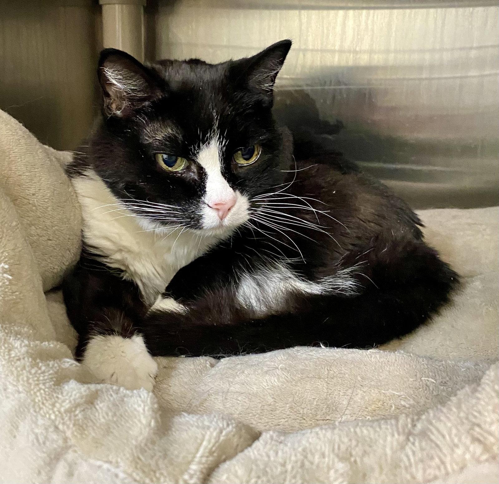 Enlarge Chococat, a Adoptable Domestic Short Hair in Fargo, ND image 1/1