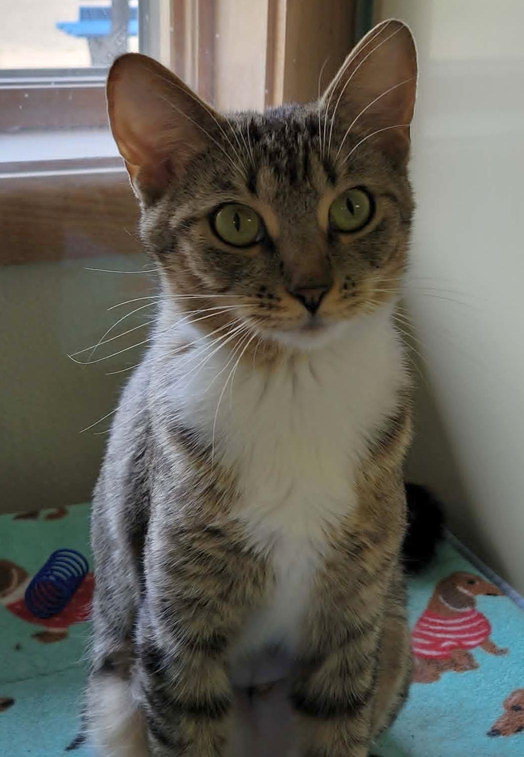 Enlarge Annika, a ADOPTABLE mixed breed in Portage, WI image 3/3