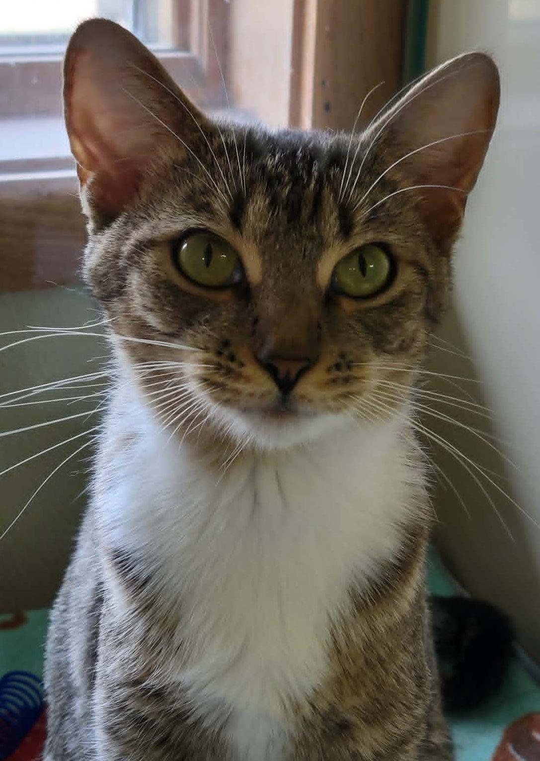 Enlarge Annika, a ADOPTABLE mixed breed in Portage, WI image 2/3