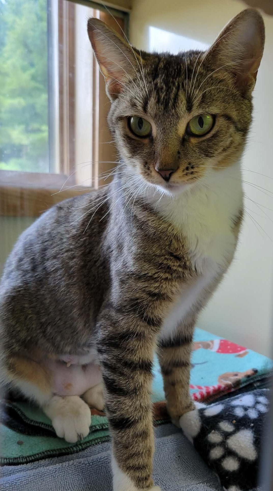 Annika, ADOPTABLE, Young Female Domestic Short Hair.