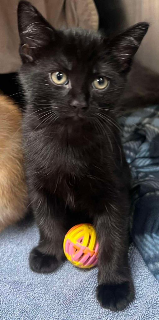 Oswald Cobblepot, Adoptable, Kitten Male Domestic Short Hair.