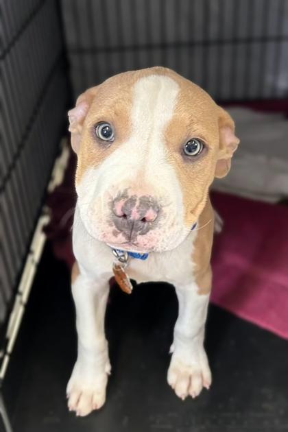 Tripp, ADOPTABLE, Puppy Male Pit Bull Terrier.