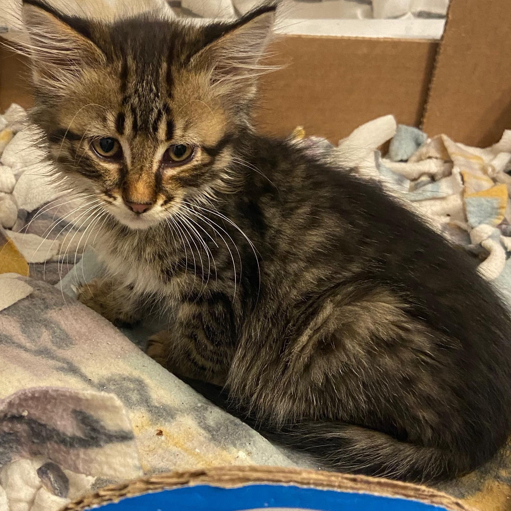 Enlarge Rio, a Adoptable mixed breed in Andover, MN image 4/4