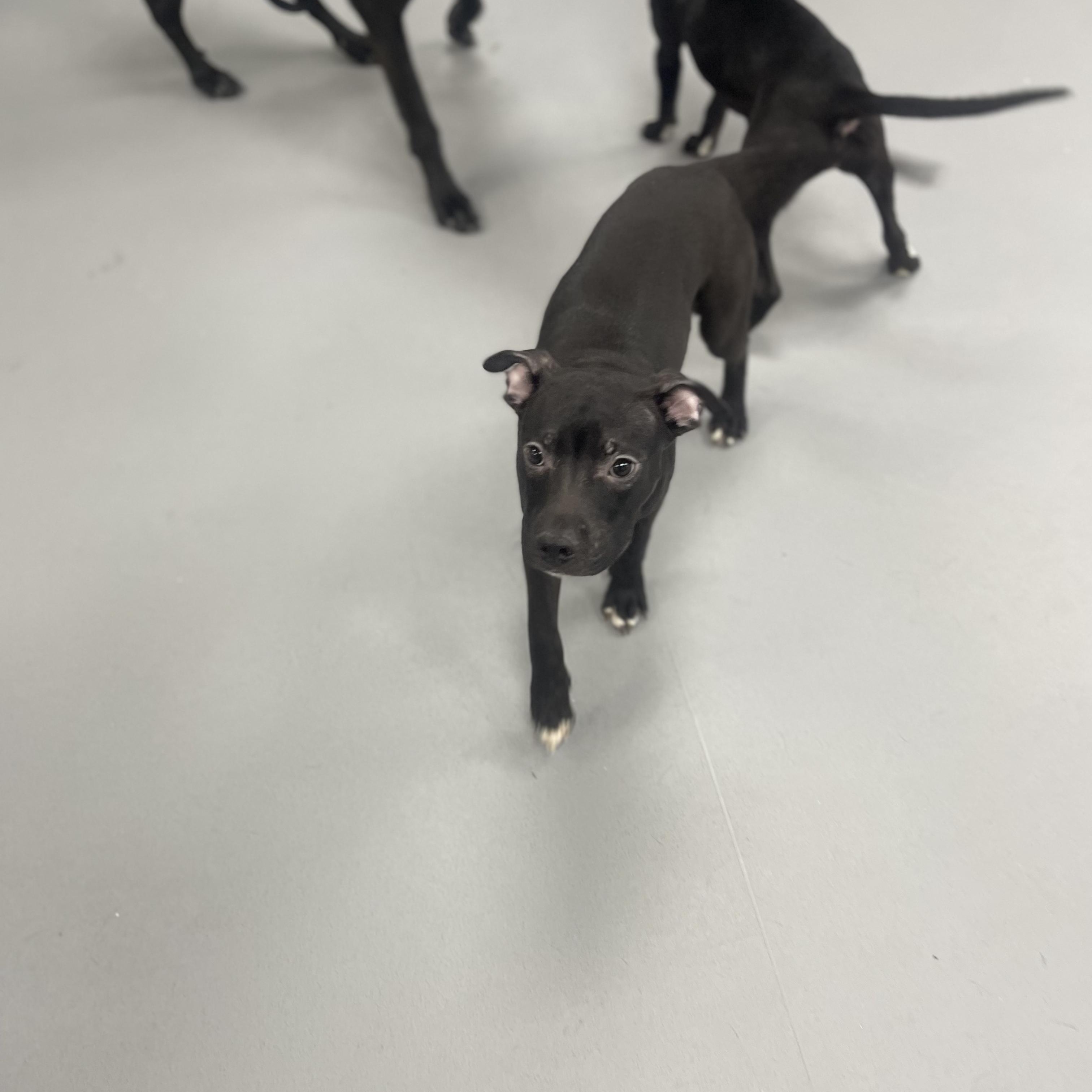 Julian, adoptable, Young Male American Bully.