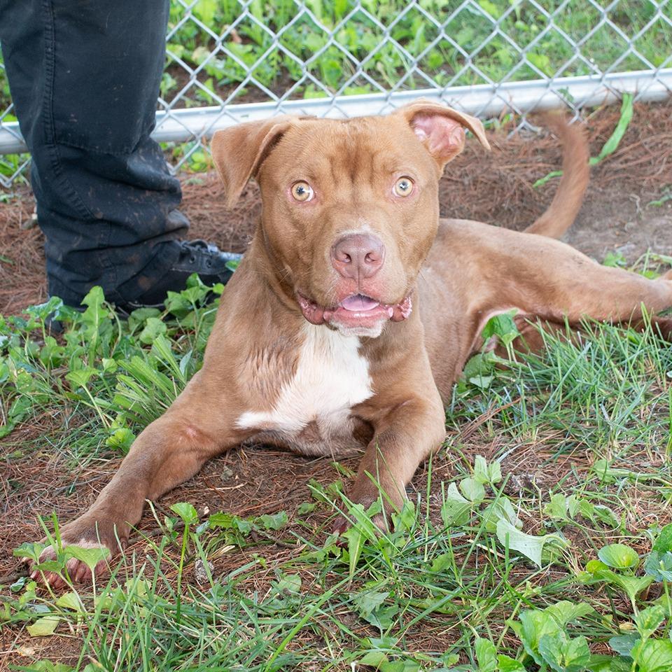 Enlarge Zig, a Adoptable Pit Bull Terrier in Troy, OH image 1/2