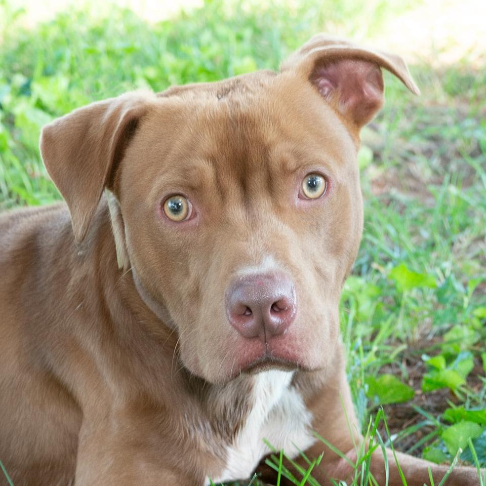 Enlarge Zig, a Adoptable Pit Bull Terrier in Troy, OH image 2/2