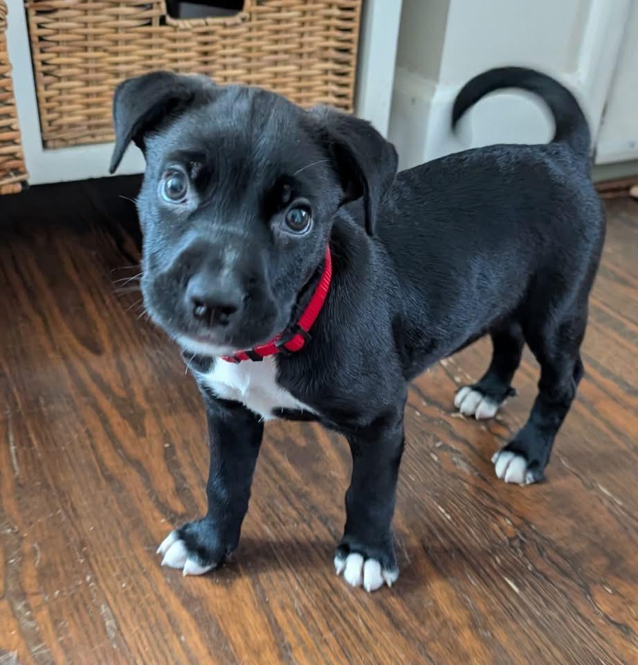 Enlarge Jack, a Adoptable Retriever in Berlin, NJ image 1/3
