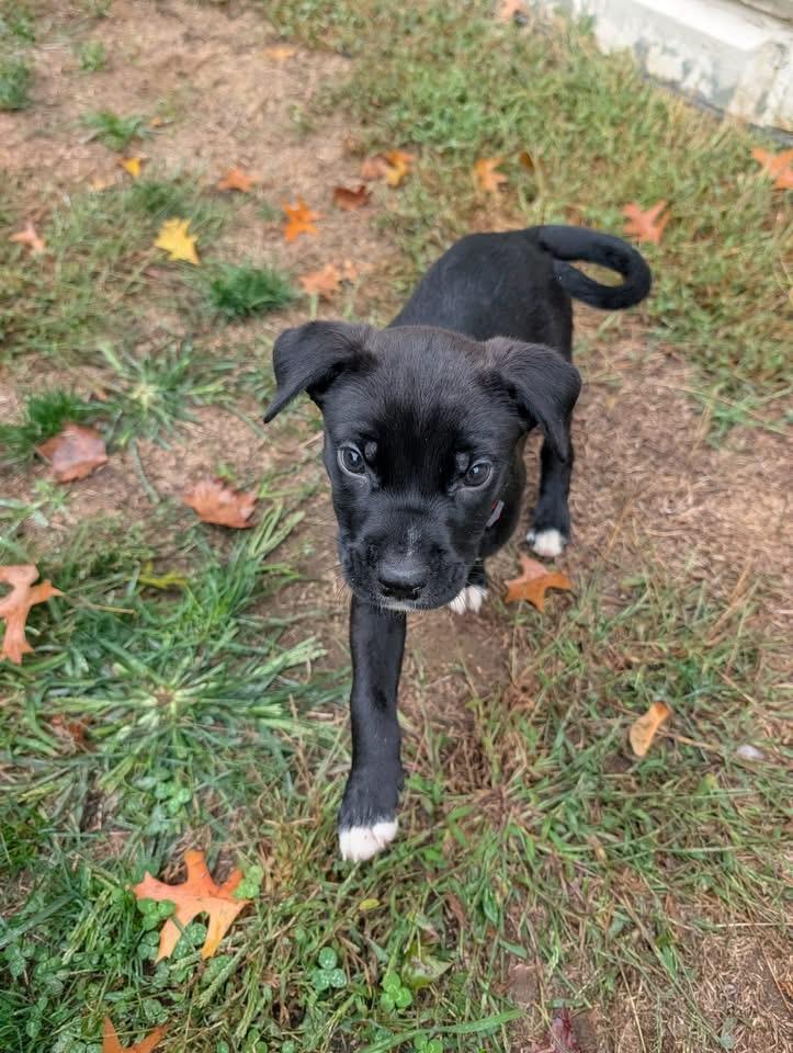 Enlarge Jack, a Adoptable Retriever in Berlin, NJ image 2/3