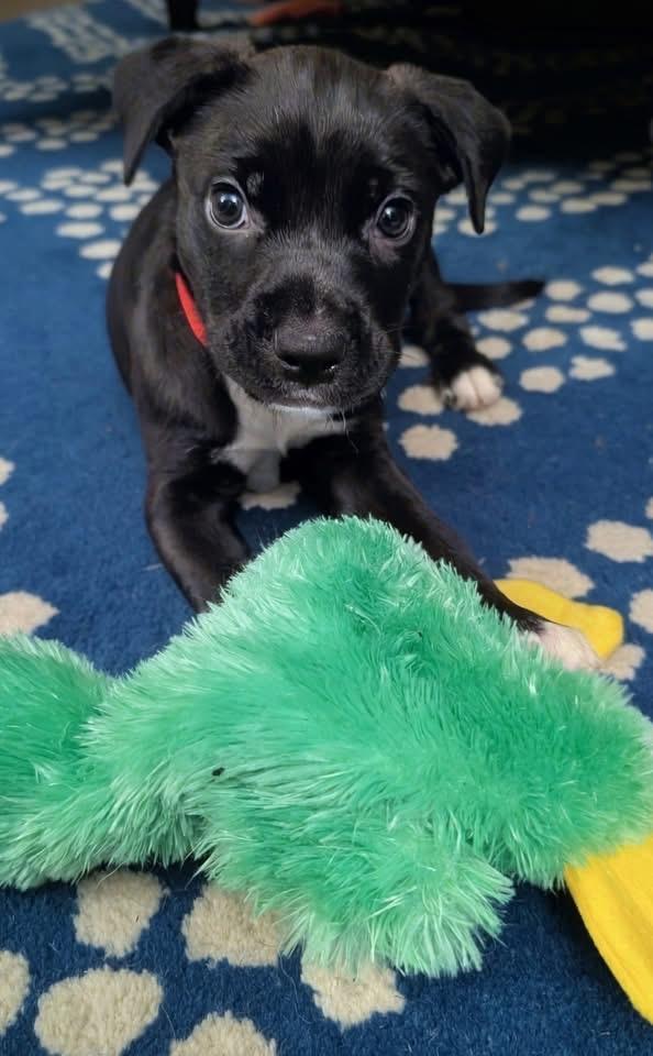 Enlarge Jack, a Adoptable Retriever in Berlin, NJ image 3/3