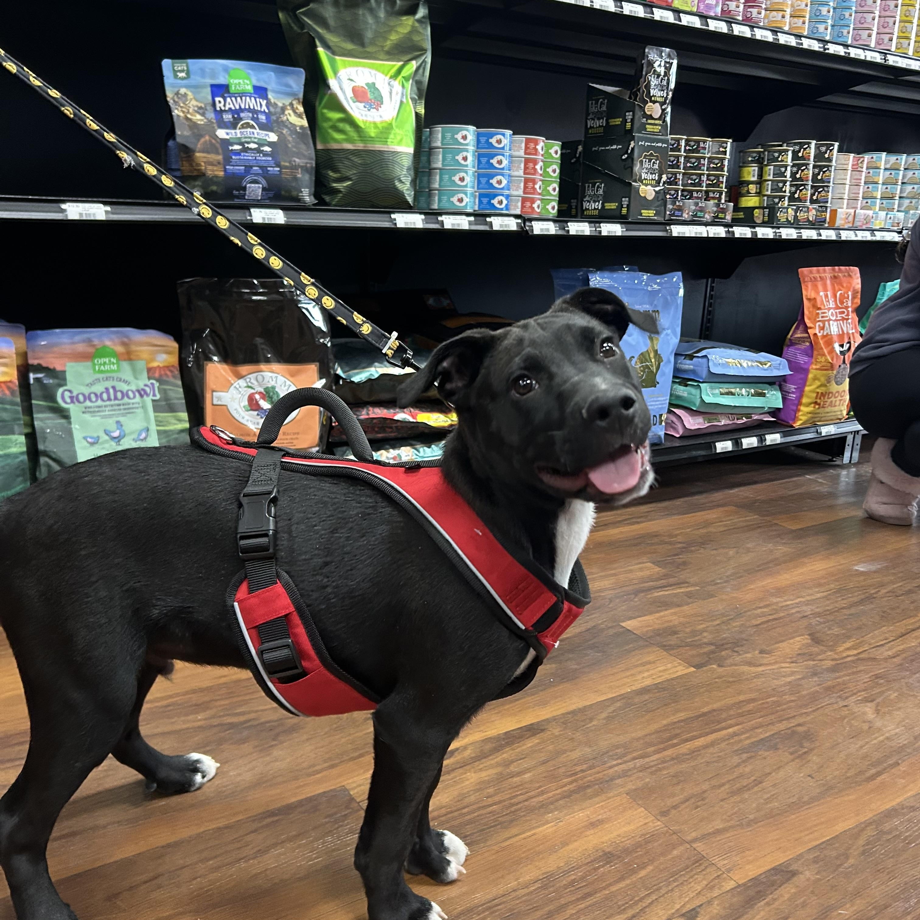 Enlarge Jack, a Adoptable Retriever in Berlin, NJ image 1/3