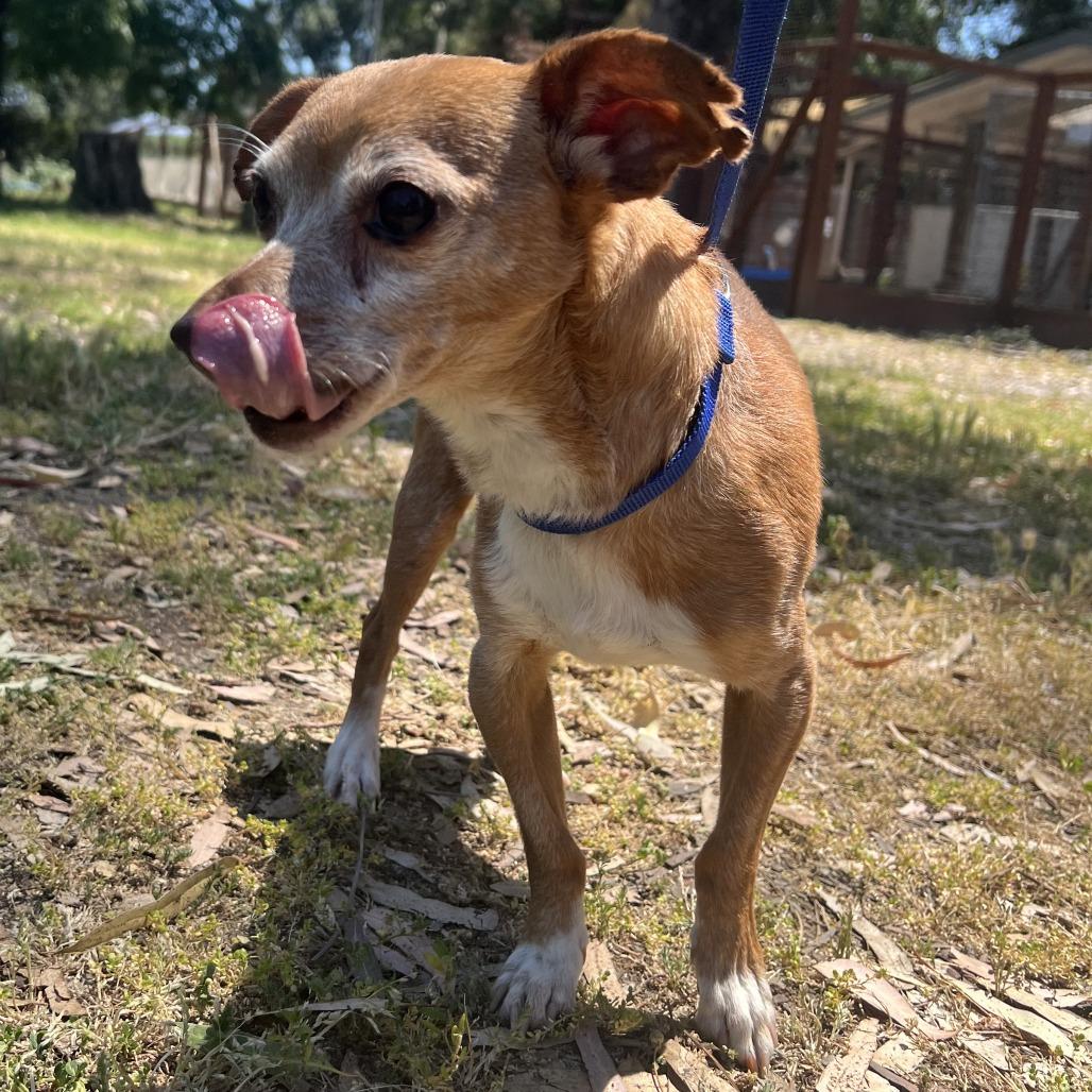 Stanley, Adoptable, Senior Male Chihuahua.