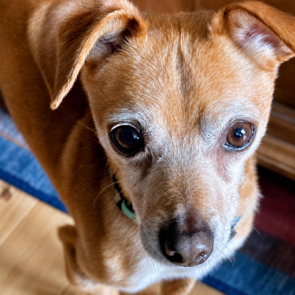 Stanley, a Adoptable Chihuahua in Sonoma, CA image 2/6