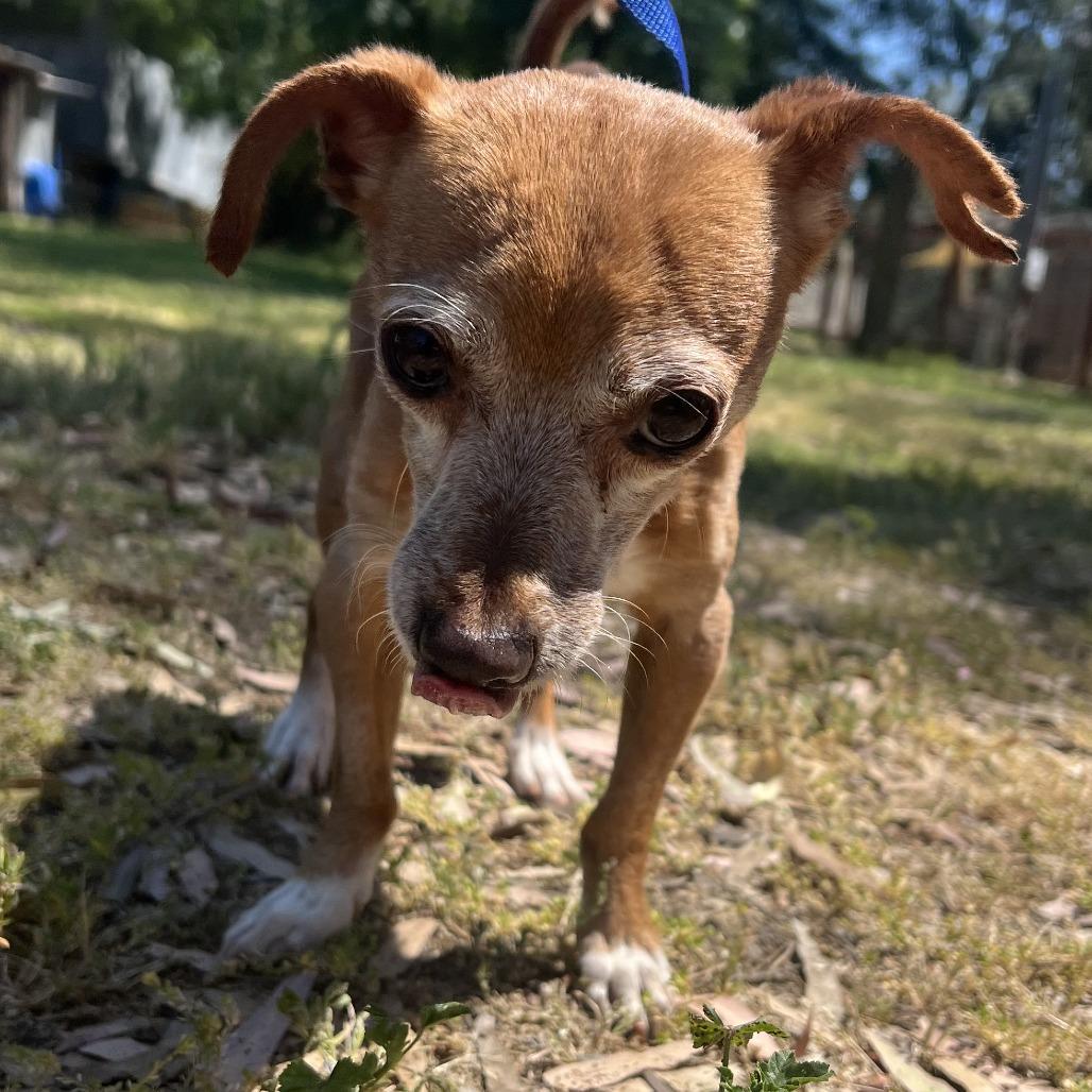 Stanley, a Adoptable Chihuahua in Sonoma, CA image 3/6