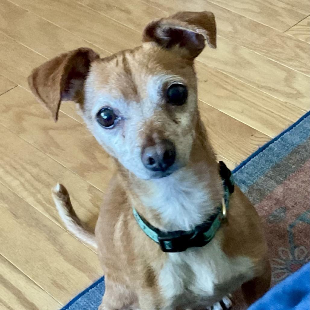 Stanley, a Adoptable Chihuahua in Sonoma, CA image 4/6