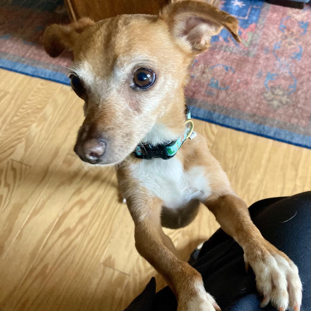 Stanley, a Adoptable Chihuahua in Sonoma, CA image 5/6
