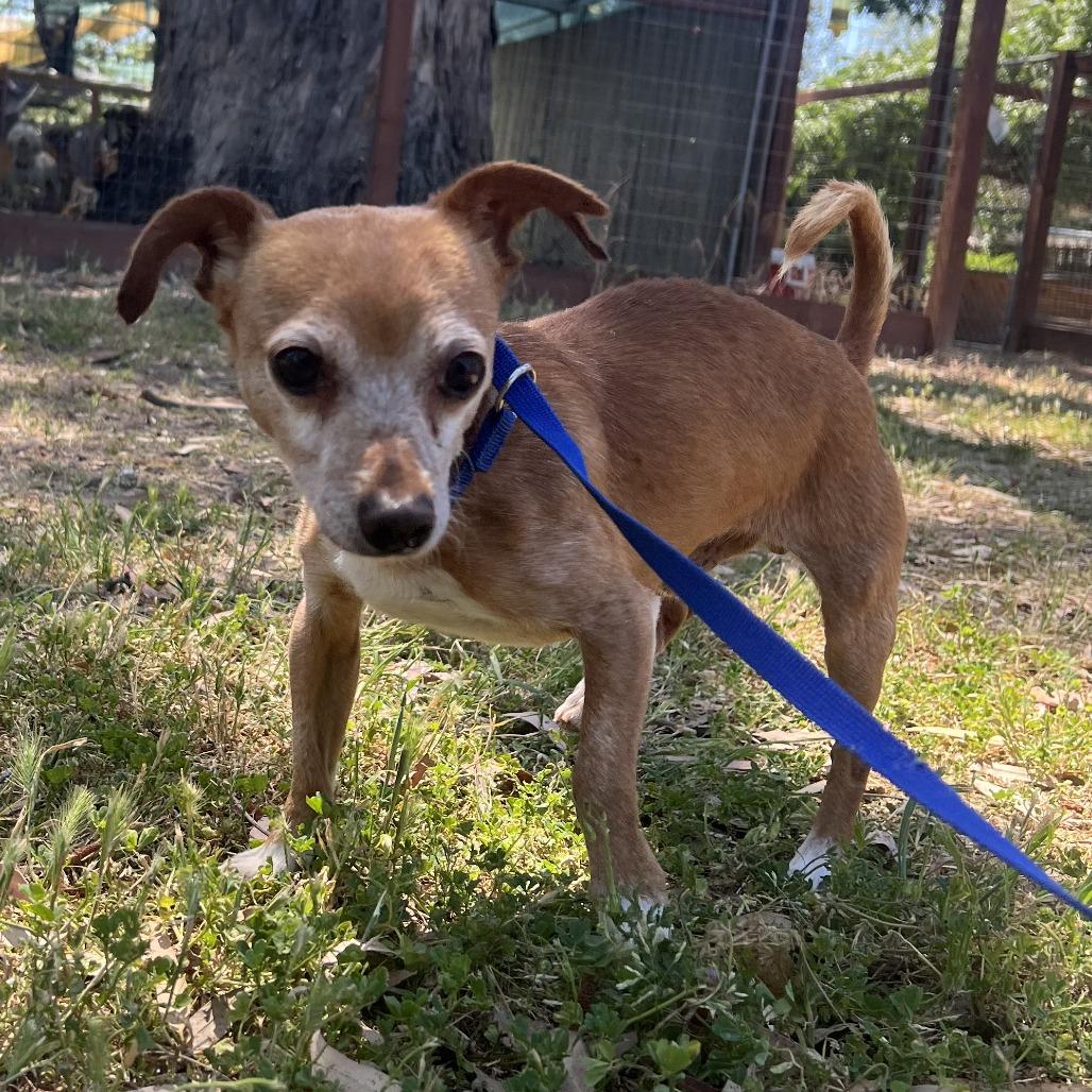 Stanley, a Adoptable Chihuahua in Sonoma, CA image 6/6