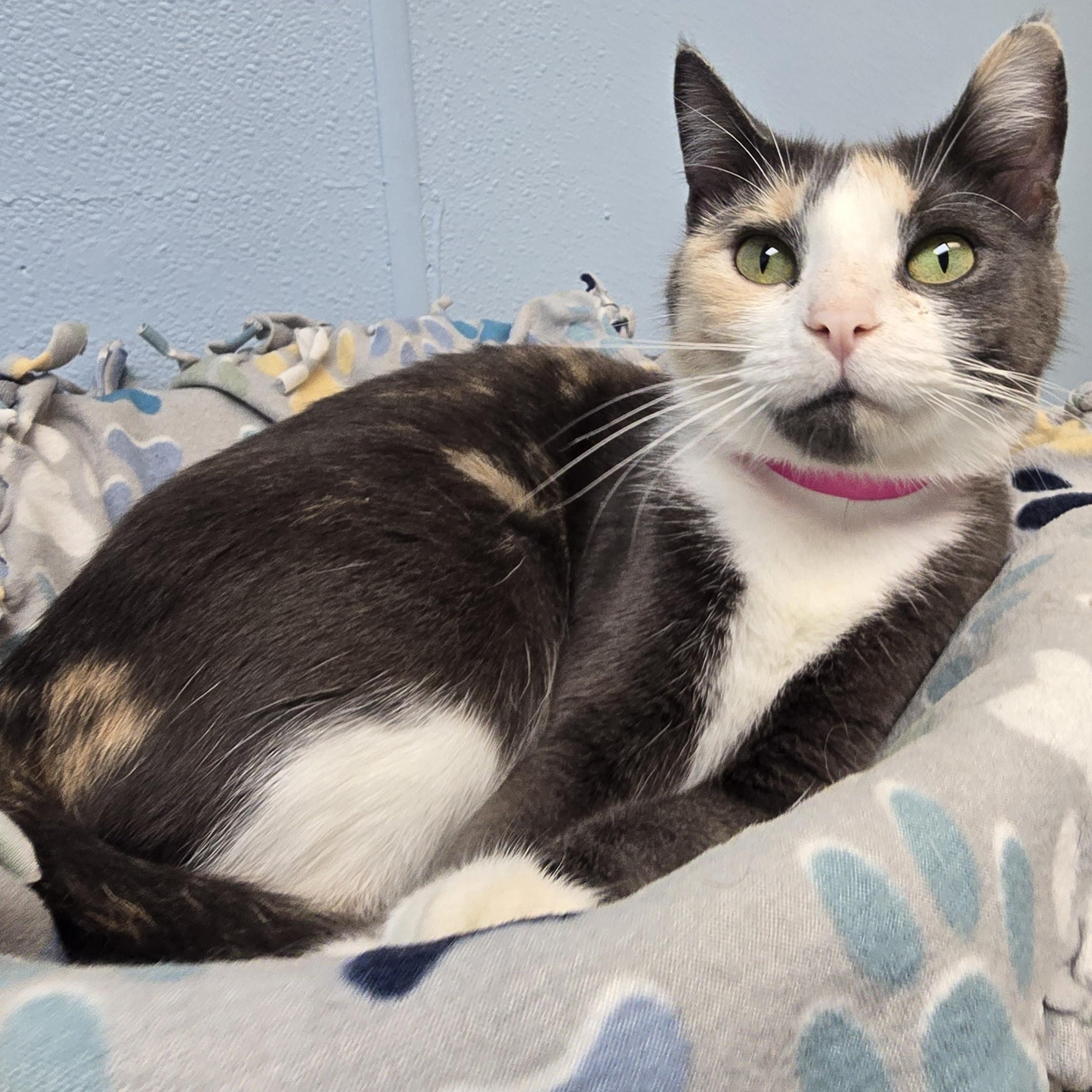 Pearl, ADOPTABLE, Young Female Domestic Short Hair.
