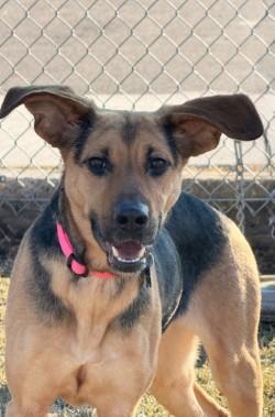 Dobby, ADOPTABLE, Young Female German Shepherd Dog.