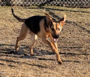 Enlarge Dobby, a ADOPTABLE German Shepherd Dog in Hamilton, MT image 3/3