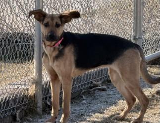 Enlarge Dobby, a ADOPTABLE German Shepherd Dog in Hamilton, MT image 2/3