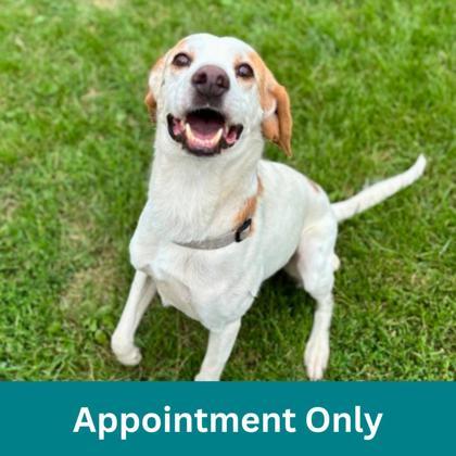 Sherlock, Adoptable, Adult Male Mixed Breed.