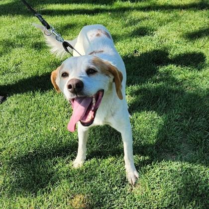 Sherlock, a Adoptable mixed breed in Dubuque, IA image 1/2