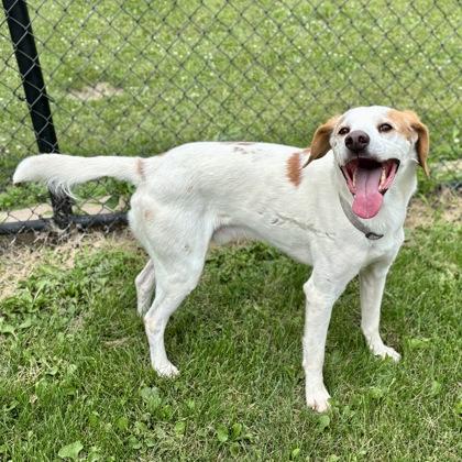 Sherlock, a Adoptable mixed breed in Dubuque, IA image 2/2