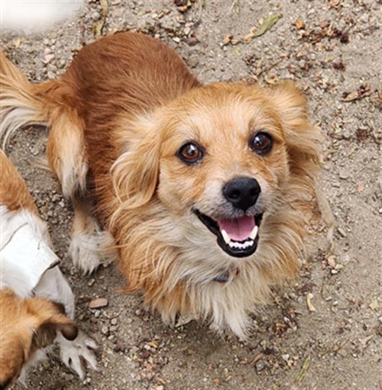 Enlarge FOXTROT- IN FOSTER, a Adoptable Chihuahua in Redlands, CA image 1/1