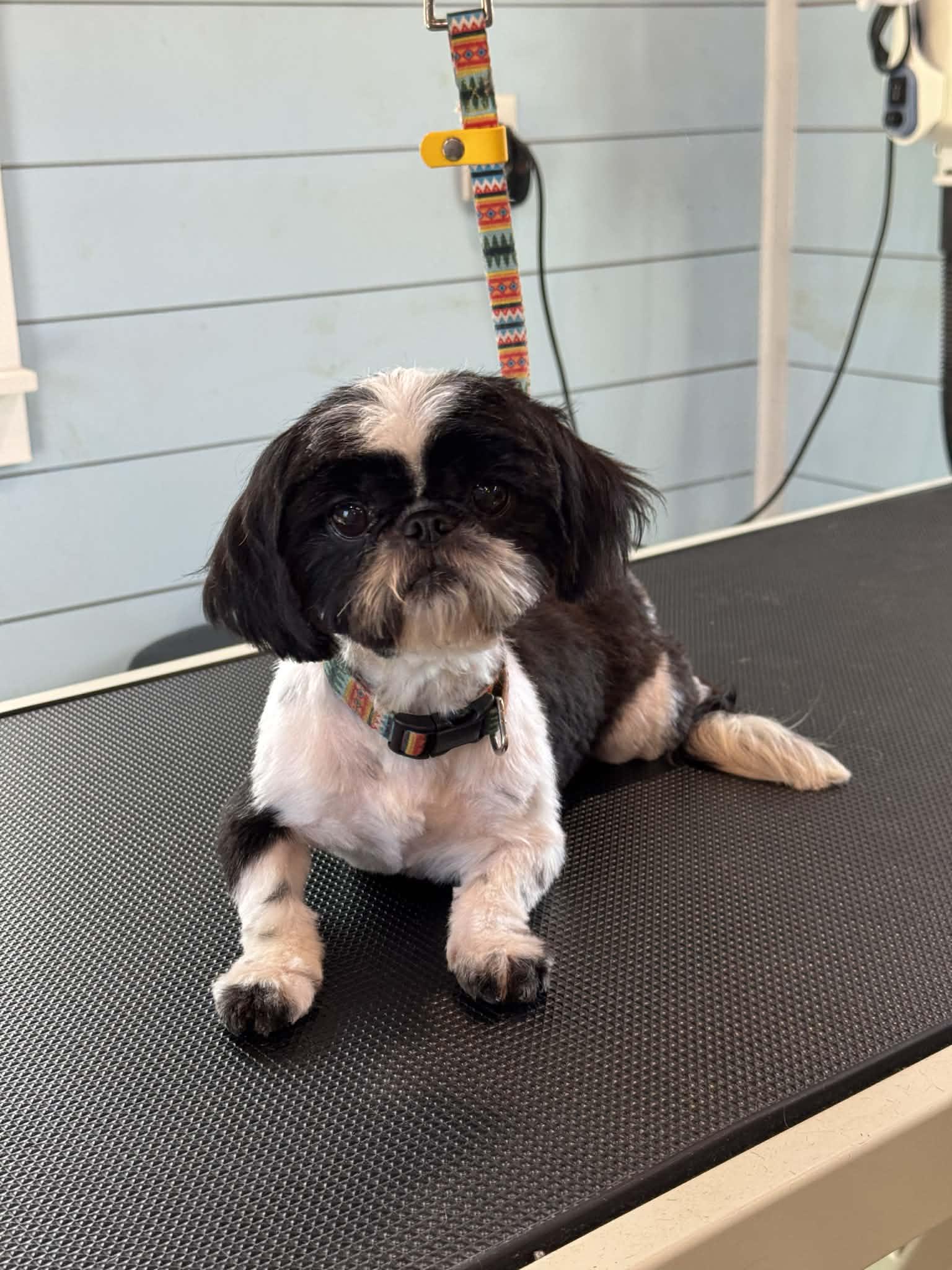 Enlarge Coco, an adopted Shih Tzu in Westerly, RI image 1/1