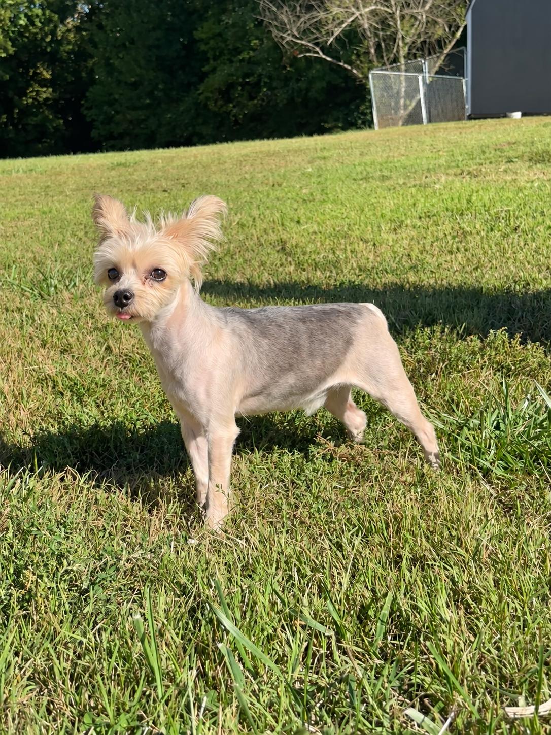 Marcel Sep 26, Adoptable, Adult Male Yorkshire Terrier & Papillon.