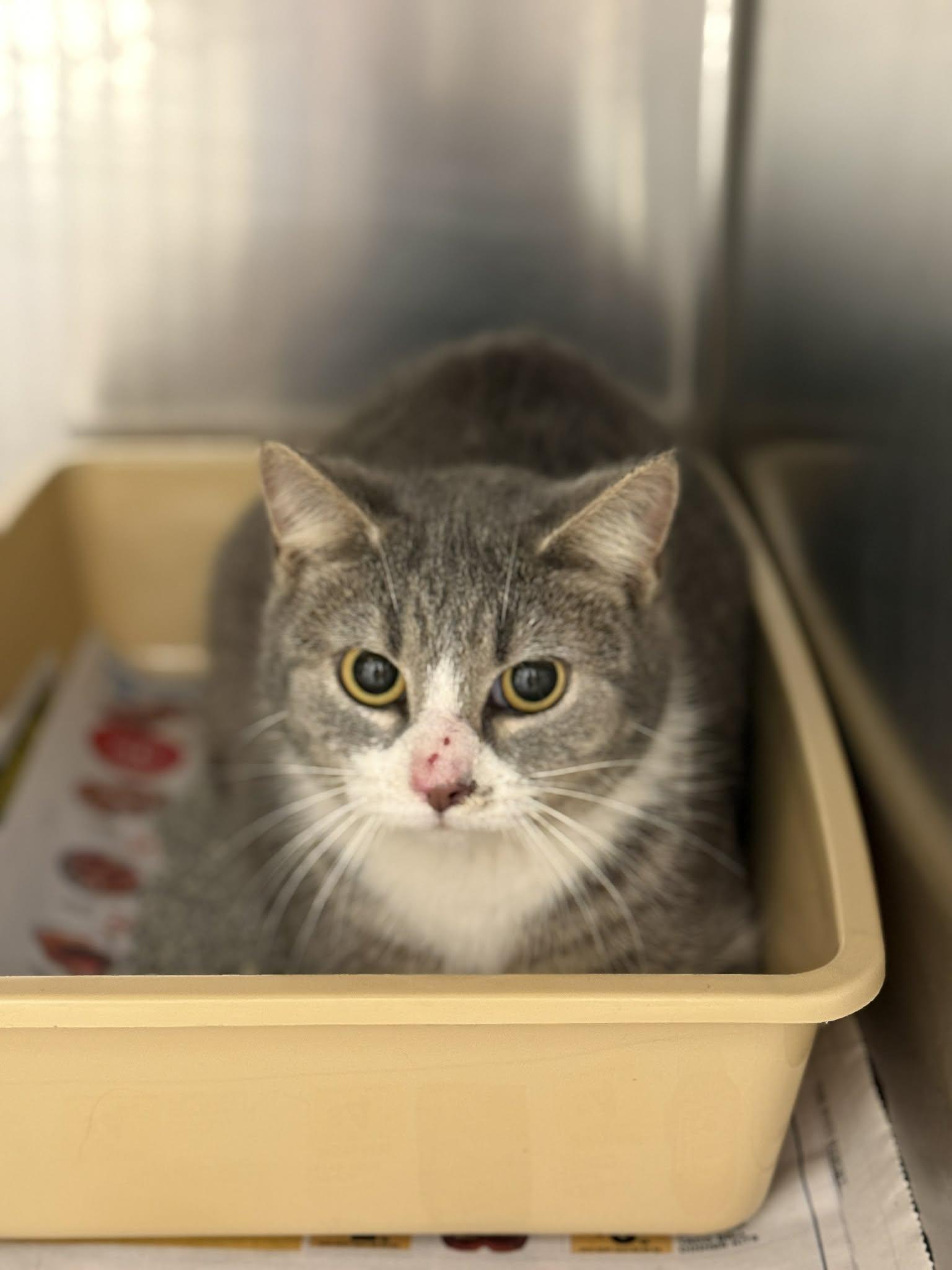 Rose, Adoptable, Young Female Domestic Short Hair.